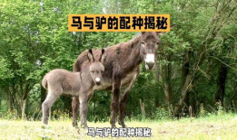 驴马配种视频,揭秘罕见配种瞬间