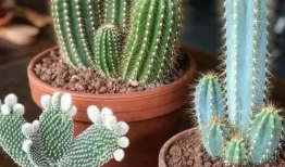 仙人掌视频,大自然的坚韧之花